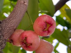 -三亚凤凰水城凯莱度假酒店