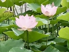 -燕郊植物园