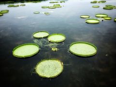 -荷塘月色湿地公园·向阳花洲