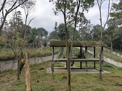-中国大熊猫保护研究中心雅安碧峰峡基地