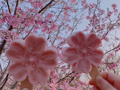 -古柏渡丰乐樱花园