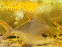 -巽寮印象美食部落餐厅·海鲜·地方特色菜(惠州体验店)