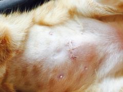 -瑞派旺宝宠物医院·犬猫全科综合·尿道专科(莲兴院)