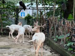 -深圳野生动物园