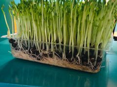 -五星桥原切肥牛火锅(怀德桥店)
