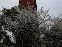 -高东镇樱花园