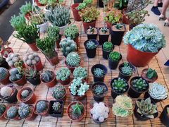 -双季花艺园艺市场(浦东店)