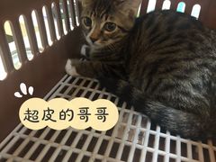 -艾贝尔宠物诊疗