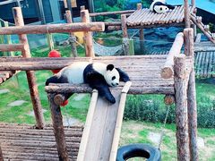 -大连森林动物园