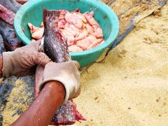 -尼甘布海鲜市场