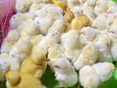 -中北世纪城夜市小吃街CENURY CITY