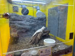 -神奇动物撸宠馆·羊驼·小浣熊·异宠(豫园店)