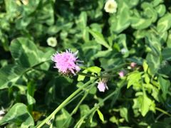 -白鹭湾湿地公园