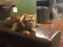 -猫猫幼稚园·撸猫·桌游·电玩