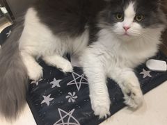 -飞行喵MR PILOT|猫舍·猫咖(静安大融城店)