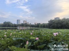 -莲花池公园
