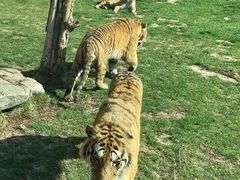 -北京野生动物园