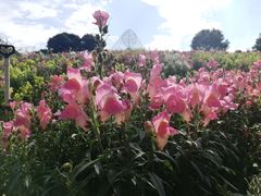 -松山湖梦幻百花洲