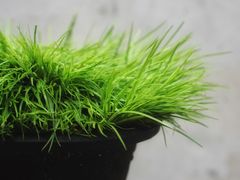 -月栖华明-云间草堂清茶馆(泗泾古镇店)