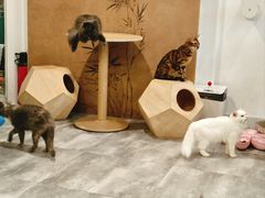 -楼上猫咖(罗湖店)
