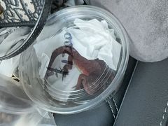 -酷以爬仙阁实体爬宠店·守宫·蜥蜴·专业繁育