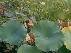 -小王府(什刹海店)