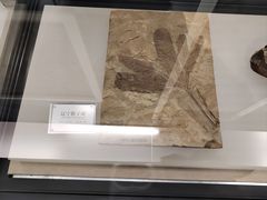 -辽宁古生物博物馆
