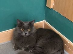 -飞行喵MR PILOT|猫舍·猫咖(静安大融城店)