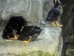 -大阪海游馆