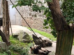 -都江堰中华大熊猫苑