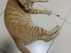 -宠颐生宠物医院外科·内科·皮肤科·影像科(石龙店)