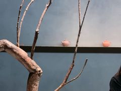 -喜茶(深圳万象城黑金店)