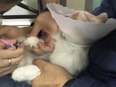-美联众合动物医院·24h京西诊疗中心