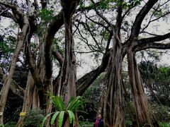 -瑞丽独树成林风景区