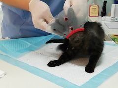-纳吉亚猫专科动物医院博雅分院