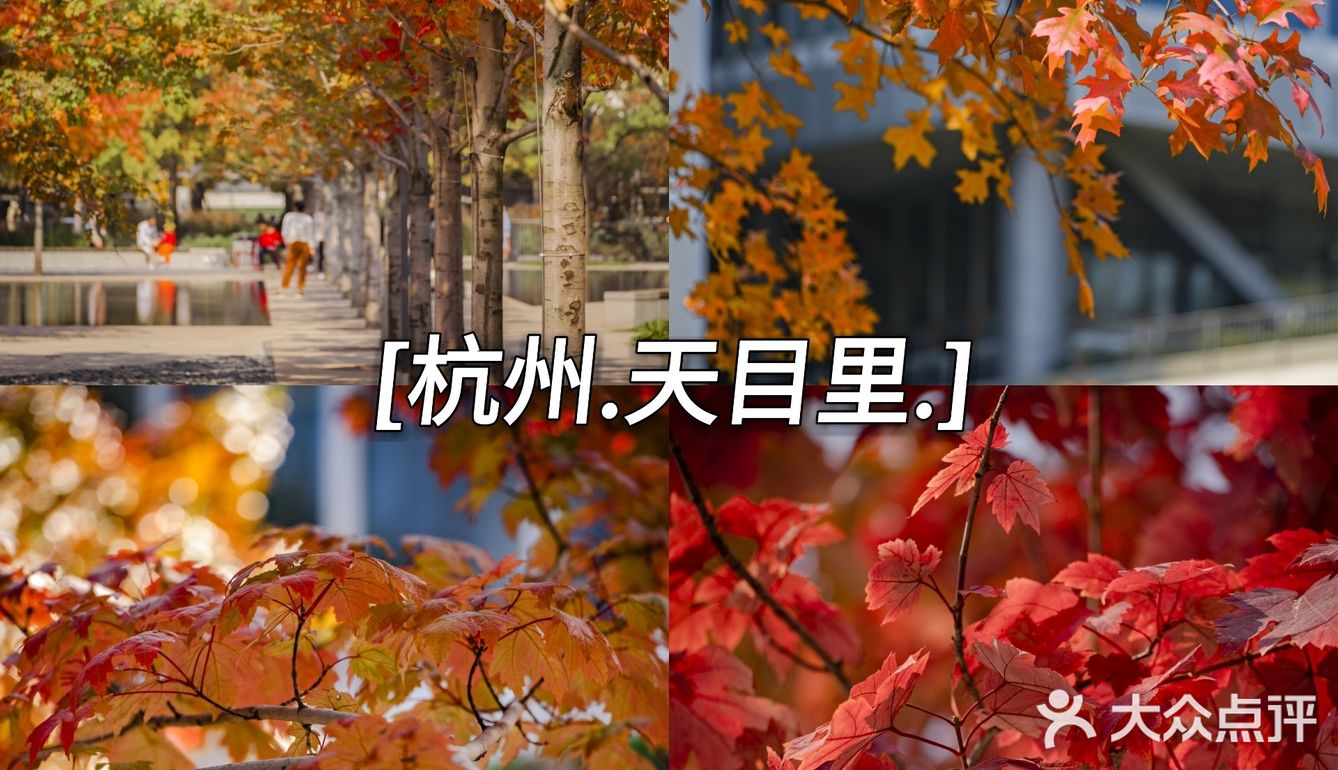 杭州的秋日‖天目里的最美红枫