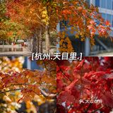 杭州的秋日‖天目里的最美红枫