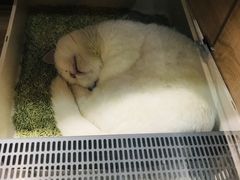 -BABIT巴比特宠物(MOMOPARK店)