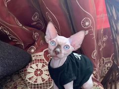 -喵zoo家庭繁育猫舍(尖东智能花园店)