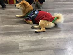 -猫尾侦探俱乐部·剧本杀·狼人杀