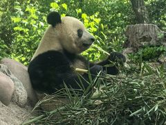 -中国大熊猫保护研究中心雅安碧峰峡基地