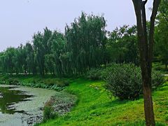 -东郊湿地公园