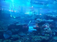 -迪拜水族馆及水下动物园