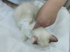 -佳雯宠物医院(金华南路分院)