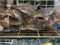 -丁哥·庐味鲜 土菜·20年老字号(世纪阳光花园店)