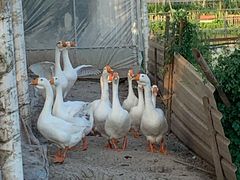 -马陆小张葡萄园农家乐