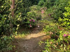 -南山植物园