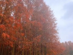 -上海海湾国家森林公园