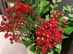 -旺顺阁·北京菜(北辰上品+)