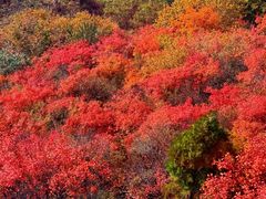 -少华山国家森林公园